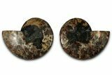 Cut & Polished, Agatized Ammonite Fossil - Madagascar #318105-1